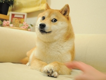 DOGE meme