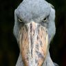 the-defiant