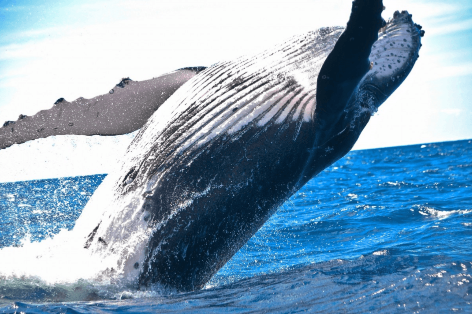 Three Whales Are Responsible for 25% of ETH Staked for Eth2