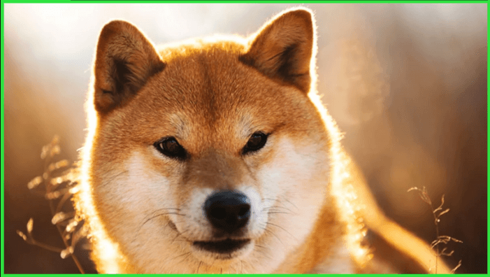 Vitalik Whiplashes Holders of SHIB Meme Coin and Sells Tokens for Charity