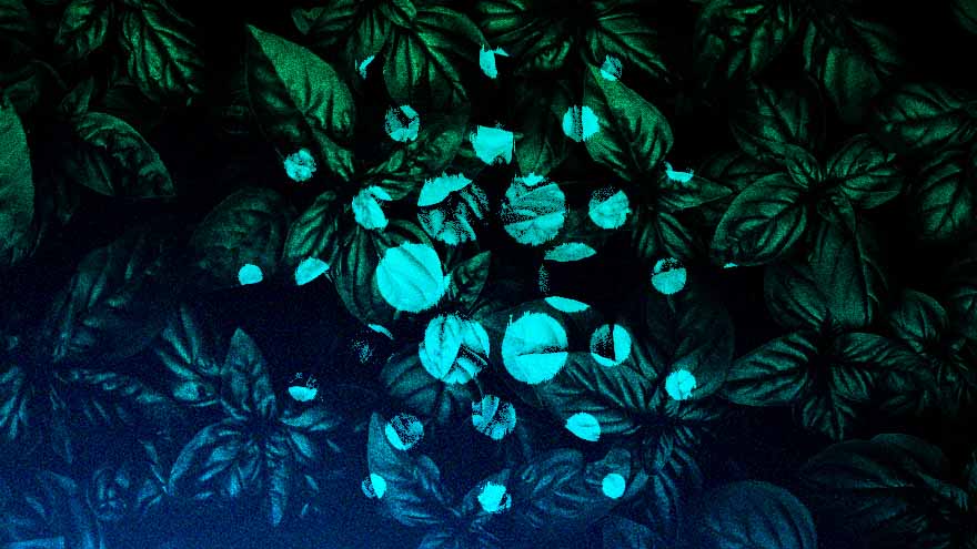 Cardano Deploys ‘Vasil’ Upgrade