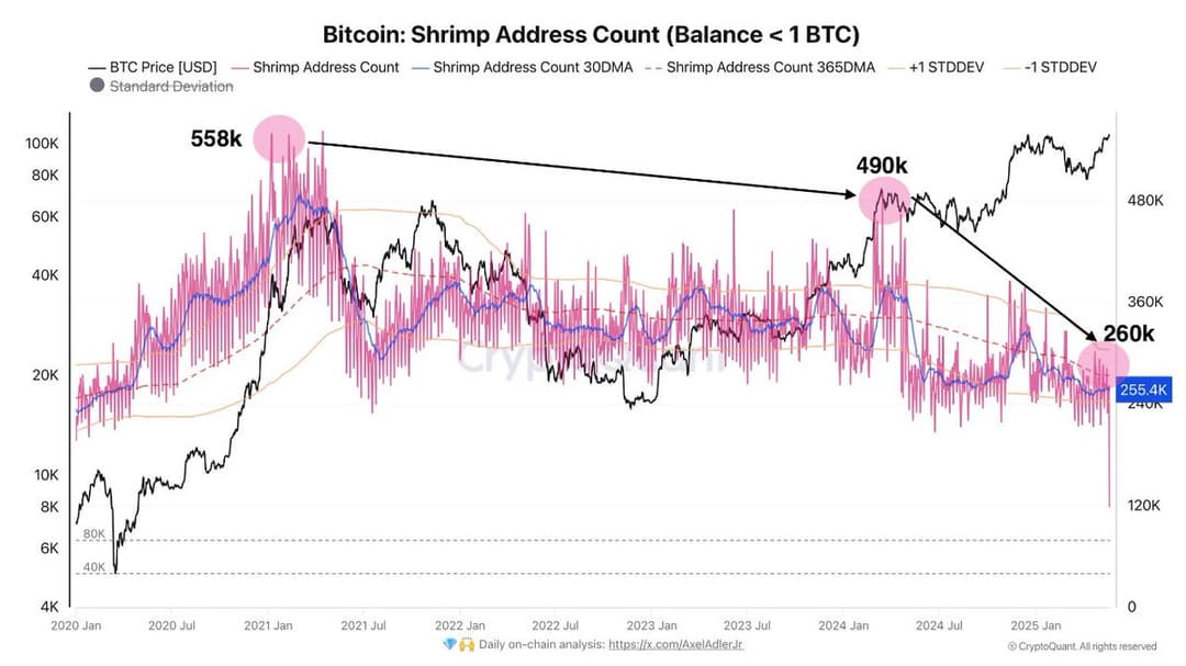 Bitcoin Shrimp Addresses Holding Less Than 1 BTC Drop to 260K from 590K Peak
