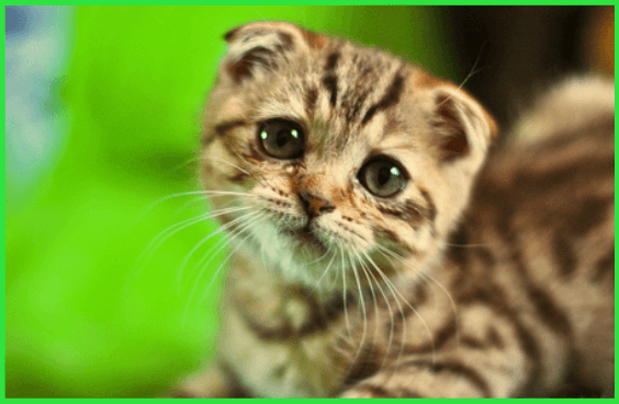 It’s a Most Welcome Rally, but is It Just a Dead-Cat Bounce?